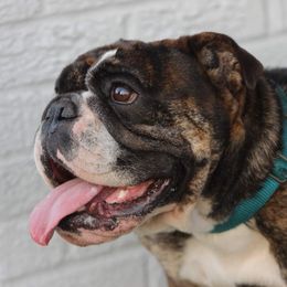 Minnie - Bulldog