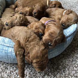 Goldendoodle Puppies from Jessie’s Doodles