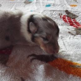 Canyon - Blue merle and white male Collie puppy in New Mexico from Red Canyon
