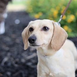 Twinkie - Dachshund