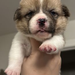 Pembroke Welsh Corgi Puppies from Temperance Farm Corgis