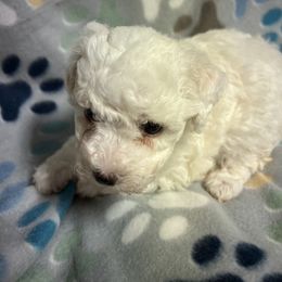 Bichon Frise, Shichon, and Shih Tzu Puppies from Jacob’s Shih Tzu & Shichon
