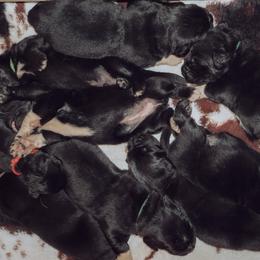 Newfoundland puppies from Noble Newfoundlands