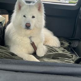 Silver - White and biscuit female Samoyed puppy in Lorain, Ohio from Stirling Silver Samoyeds