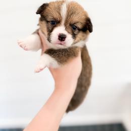 Robert - Green - Red male Pembroke Welsh Corgi puppy in Milan, Georgia from Williams’ Welsh Corgis LLC