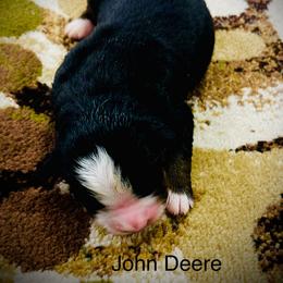 John Deere - Black rust and white male Bernese Mountain Dog puppy in Strasburg, Ohio from Lois Allison