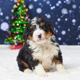Cam - Tri-color male Bernedoodle puppy in Apple Creek, Ohio from Grandeur Valley Puppies