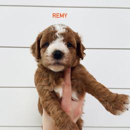 Remy - Red  male Goldendoodle puppy in Rio Linda, California from GoldendoodlePaw