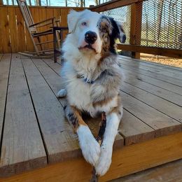 Australian Shepherd Puppies from Johnson Aussies