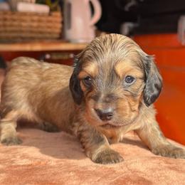 Duke - Cream male Dachshund puppy in Deming, New Mexico from FoxieDoxies of New Mexico