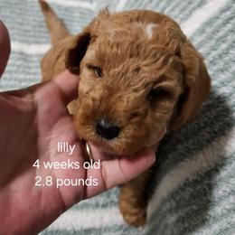 Lt. Blue collar Lilly - Apricot female Goldendoodle puppy in Fairmount, Indiana from Capens' Doodles,Poodles and Poo's