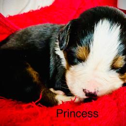 Princess OFA - Black rust and white female Bernese Mountain Dog puppy in Strasburg, Ohio from Lois Allison