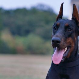 Doberman Pinschers from Storm Cloud Doberman