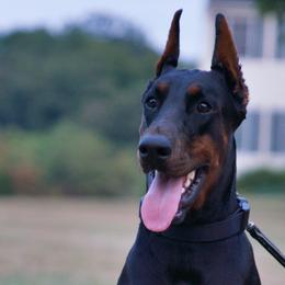 Doberman Pinschers from Storm Cloud Doberman