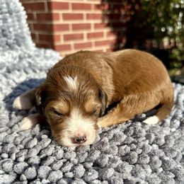 Clay - Merle male Bernedoodle puppy in Royse City, Texas from Platinum Bernedoodles of Texas