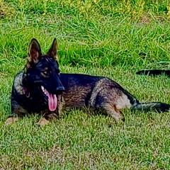Blue - German Shepherd