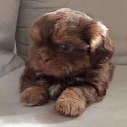 Reese - Chocolate and tan female Shih Tzu puppy in Browns Summit, North Carolina from Lisa's Shih Tzus
