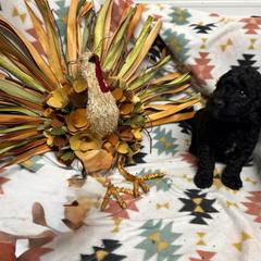 Barney - Black male Bordoodle puppy in Republic, Missouri from Holland Hilltop Farm