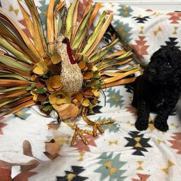 Barney - Black male Bordoodle puppy in Republic, Missouri from Holland Hilltop Farm