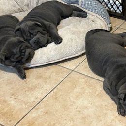 Chinese Shar-Pei from Kelli's Chinese Shar-Pei