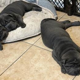 Chinese Shar-Pei from Kelli's Chinese Shar-Pei