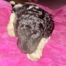 Nebby (Brandy's). - Parti female Poodle puppy in Meadowbrook, California from Standard Poodle Pups