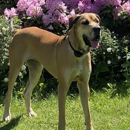 Mia - Great Dane