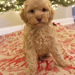 Ron Weasley - Golden male Cockapoo puppy in Bethlehem, Georgia from Darling Doodles