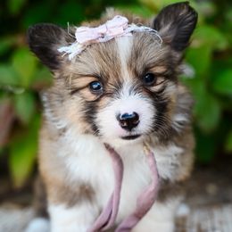 Ghost - Red female Pembroke Welsh Corgi puppy in Spanish Fork, Utah from Sorensen Corgis