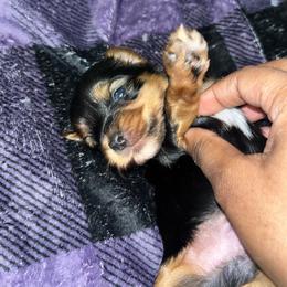 Bart 1800 - Black and tan male Yorkshire Terrier puppy in Gastonia, North Carolina from Precious pups dynasty kennel