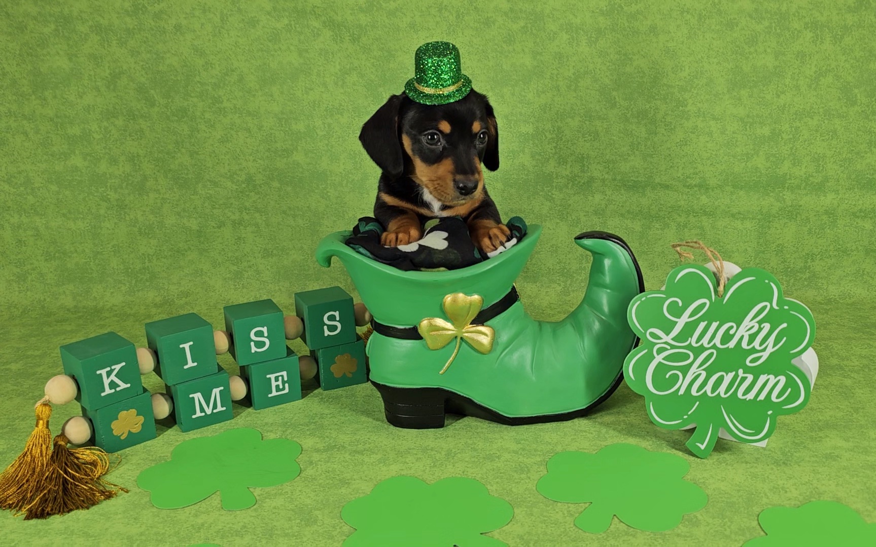 Dachshund Puppies from Newbern's Nuggets