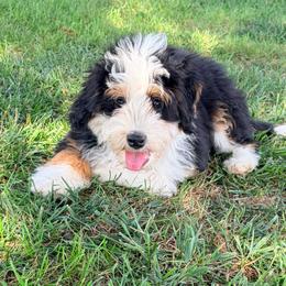 Hamm - Tri-color male Bernedoodle puppy in Lincoln, Nebraska from GRand Doodles