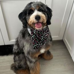 Aussiedoodle and Miniature Australian Shepherd All Grown Up from Little Puppy Co.