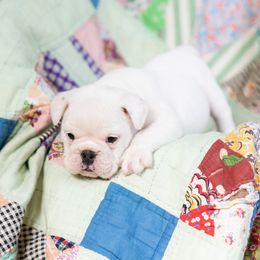 Bulldog Puppies from Brandywine Bulldogs