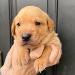 Anthony - Yellow male Labrador Retriever puppy in Great Falls, Montana from Yogo Point Kennels