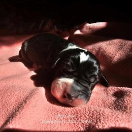 Mantle male - Mantle male Great Dane puppy in Albany, Oregon from Red Cloud Australian Shepherds and DeGray Great Danes & Bulldogs