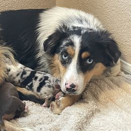 Lovebug - Miniature Australian Shepherd