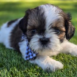 Rock - Black gold and white male Shih Tzu puppy in Fallon, Nevada from Grandma Ts Precious Puppies