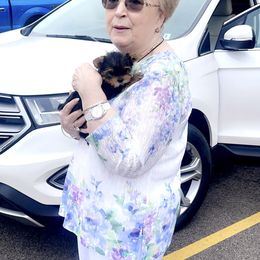 Yorkshire Terrier Puppies from The Royal Yorkie Den LLC