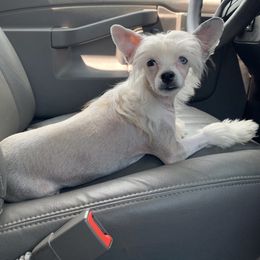 Chinese Crested Puppies from DeBahTrio Chinese Cresteds