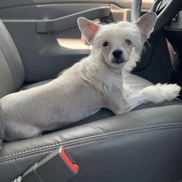 Chinese Crested Puppies from DeBahTrio Chinese Cresteds