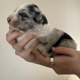 Emerald - Blue merle female Australian Shepherd puppy in Weeki Wachee, Florida from Ace of Spades Australian Shepherds
