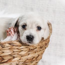 Girl - Cream female Dachshund puppy in Laurel, Mississippi from Kissinger Dachshunds