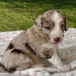 Aphrodite - female Australian Mountain Doodle puppy in Lincoln, Nebraska from GRand Doodles