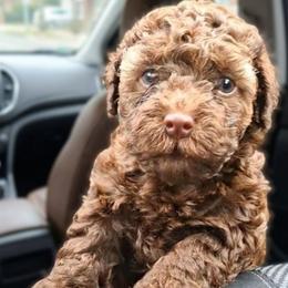 Bronco - Brown male Shihpoo puppy in Macon, Georgia from Shipoo Lane