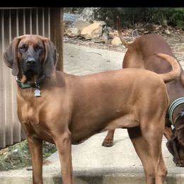 Mercy - Redbone Coonhound