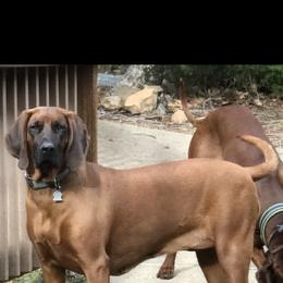 Mercy - Redbone Coonhound