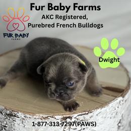 Dwight - Blue fawn male French Bulldog puppy in Michigan from Fur Baby Farms