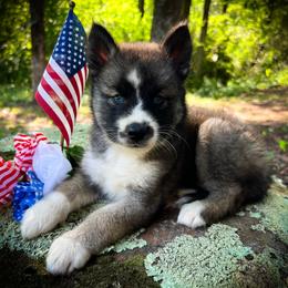 Kai - Agouti and white female Siberian Husky puppy in Union Grove, Alabama from Southern Siberian Life