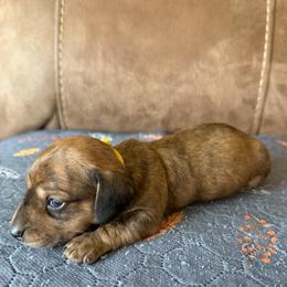 Yellow collar - Brindle male Dachshund puppy in Simms, Montana from Simms Ashuelot Kennel